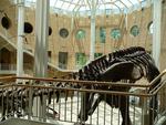 Fernbank Museum of Natural History