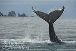 Allens Alaska Adventures