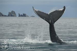 Allens Alaska Adventures::BedAndBreakfast.com