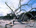 Tn-cc_boneyard_beach