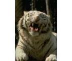 Wildlife World Zoo