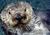 Monterey Bay Aquarium::Yahoo! travel