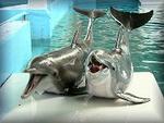 Clearwater Marine Aquarium