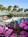 Holiday Inn Sanibel Island::Travelocity.com