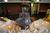 Holiday Inn Fingerlakes::Orbitz