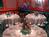 Bellevue Club Hotel::Orbitz