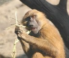 Indianapolis Zoological Society, Inc.