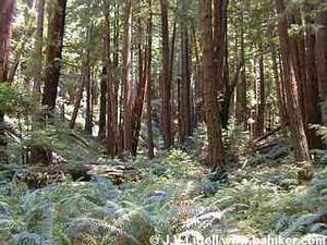 Web-061canyon