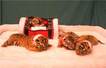 Cat Tales Zoological Park and Training Center