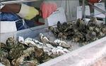 Annual Milford Oyster Festival