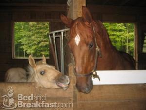 Shady Oaks Farm Bed and Breakfast::BedAndBreakfast.com