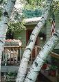 Birches B&B