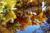 Sunrise Springs Inn And Resort::Expedia