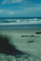 Tn-island