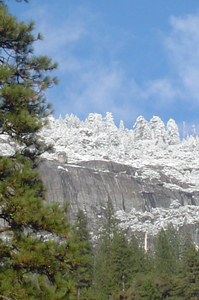 The Redwoods in Yosemite::Redwoodsinyosemite.com