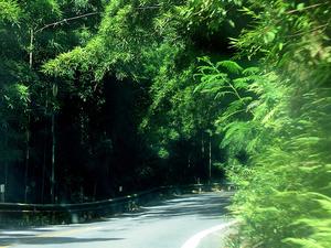 Hana Highway::Farm1.static.flickr.com