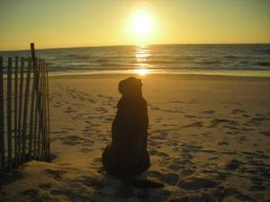 Cape San Blas::Capesanblaspetfriendly.com