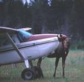 Tn-gustavus-ak-inns-glacierbaycountryinn