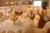 Waterfront Plaza Hotel::Orbitz