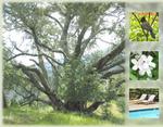 Wildwood Retreat Center
