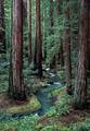 Montgomery Woods State Reserve