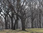 Central Park