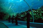 Georgia Aquarium