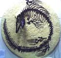 Brazos Valley Museum of Natural History