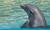 Discovery Cove::Discovery Cove website