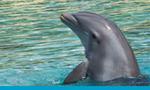 Discovery Cove