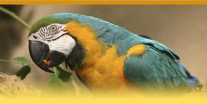 Chaffee Zoological Gardens of Fresno::Fresnochaffeezoo.com
