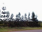 Coffees of Hawaii Mule Drawn Plantation Tour::Yahoo! Travel