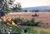 Halcyon Farm Bed & Breakfast::BedAndBreakfast.com