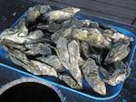 Bowen's Island::RoadFood