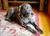 The Craftsman Bed & Breakfast::BedAndBreakfast.com
