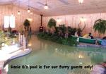 THE INN AT RESTFUL PAWS: THE PLACE WHERE PETS BRING THEIR OWNERS TO RELAX!/CENTRAL MA