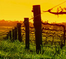 Tn-photo2_vineyard