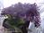 B&B at Roseledge Herb Farm::BedAndBreakfast.com