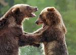 Grizzly Discovery Center
