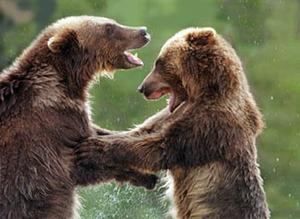 Grizzly Discovery Center::Grizzlydiscoveryctr.com