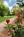 Creekside Inn at Sedona::BedAndBreakfast.com