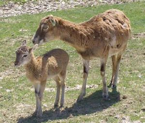Web-baby_20mouflon