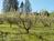 Apple Blossom Inn Yosemite::BedAndBreakfast.com