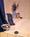 Hawthorn Suites Limited Silicon Valley::Orbitz