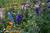 The Garden Cottage Bed & Breakfast::BedAndBreakfast.com