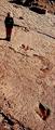Sauropod Dinosaur Tracksite::Climb-Utah.com