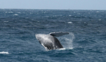 Tn-baby_whale_breaching