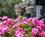 The Del Monte Pines::Hotels.com