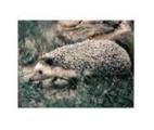 Glen Oak Zoo
