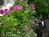 Eddington House Inn::BedAndBreakfast.com